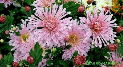 Как защитить хризантему от болезней и вредителей зимой в теплице | Растим  цветы, плоды и ягоды 💕 | Дзен
