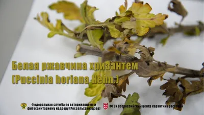 Основные болезни хризантем- Agro-Market24