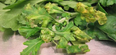 Болезни и вредители хризантем - лечение и профилактика | Хризантемы,  Растения, Ромашки