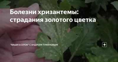 Почему некоторые листья хризантемы приобрели фиолетовый оттенок? - ответы  экспертов 7dach.ru