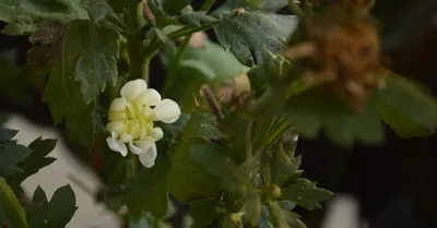 Болезни, вредители хризантем: борьба с ними, чем опрыскивать садовую,  комнатную, в теплице