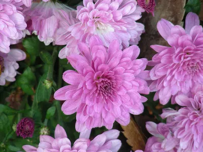 Почему хризантемы в саду не проснулись весной | В цветнике (Огород.ru)