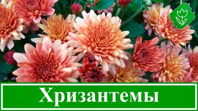 Букет из 3-x кустовых хризантем купить с доставкой по СПб. ☎ 8 (800)  222-66-26 ☎. Цветы в букете - Хризантемы. Количество цветов - 3. Быстрая  доставка. Гарантия качества.