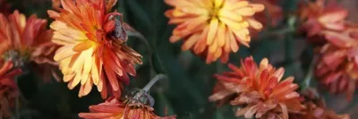 Почему на хризантеме почернели листья – 6 возможных причин | В цветнике  (Огород.ru)