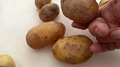 Болезни картофеля. Проявление болезней по клубням. - YouTube