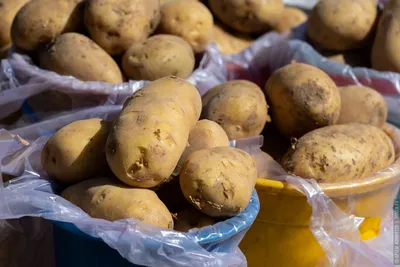 7 болезней картофеля, которые влияют на состояние человека — TOMSK.RU