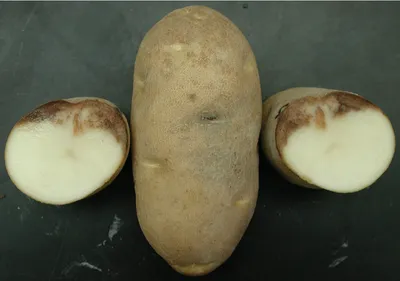 Кольцевая гниль картофеля | Бактериальные болезни | «Сингента» в России