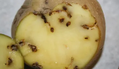 Как определить болезни картофеля по собранному урожаю | GreenPost