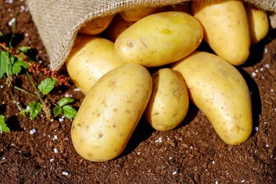 Головня картофеля – угроза существует!