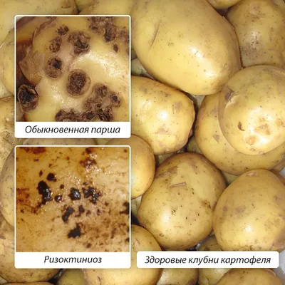 Болезнь картофеля: как ее определить и чем лечить? - ответы экспертов  7dach.ru