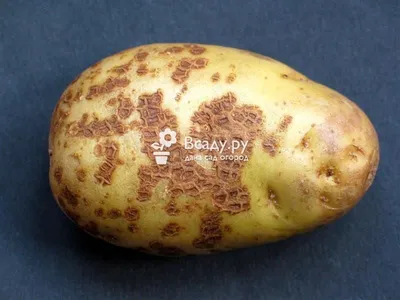 Болезни клубней картофеля фото и описание: защита, лечение и профилактика |  Идеи для блюд, Питание, Картофель
