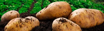 Антракноз картофеля: возможности химической защиты — Журнал \"Картофельная  Система\"