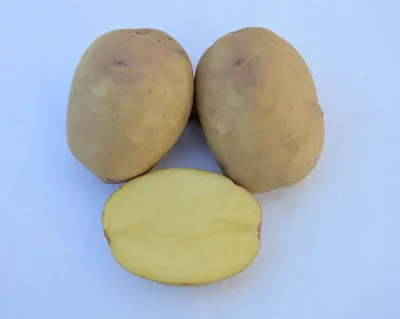 ТОП-6 признаков пригодности картофеля в пищу