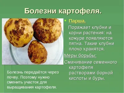 Дитиленхоз картофеля - описание, симптомы, меры защиты – ЭТК Меристемные  культуры