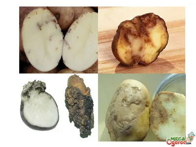 Почему картошка болеет и как ее «лечат»? | Эксперты объясняют от Роскачества