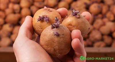 Сухая гниль картофеля: первые признаки, методы борьбы и профилактики |  Agro-Market