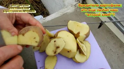 Семенной картофель. Качество посадочного материала.