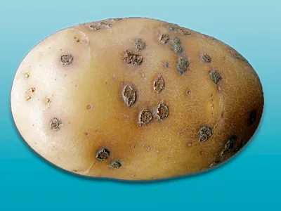 Болезни и вредители картофеля: колорадский жук, проволочник, как уберечь и  чем обработать (календарь) рассаду от вредителей - Ортон