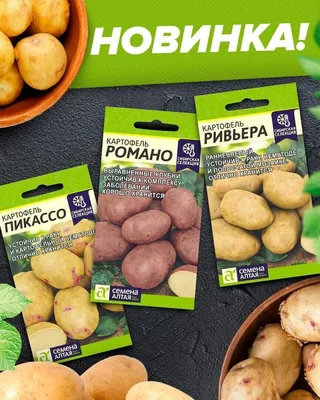 Почему картофель плохо хранится зимой – самые частые болезни клубней | На  грядке (Огород.ru)