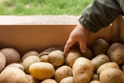 Продажа «своего» семенного картофеля запрещена