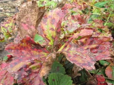Профилактика и лечение пятнистости листьев клубники