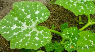 Септориоз – внешние признаки болезни листьев и методы лечения в  интернет-магазине Газоновком