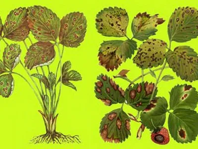 Почему пожелтели листья клубники: болезни и их лечение для того, чтоб  собирать урожай килограммами - ЗНАЙ ЮА