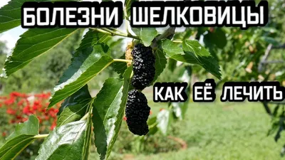 вертициллезное увядание земляники | Результаты поиска | АППЯПМ