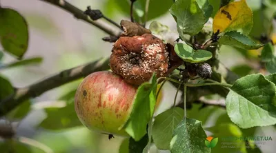 Как защитить кору плодовых деревьев от болезней