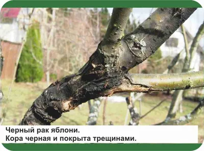 Чёрный рак яблони -болезнь ослабленного дерева | ВКонтакте