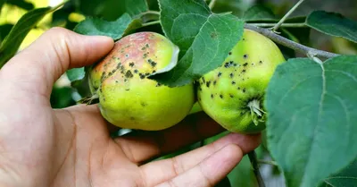 Опрыскивание плодовых деревьев в Чехове: 81 садовник с отзывами и ценами на  Яндекс Услугах.