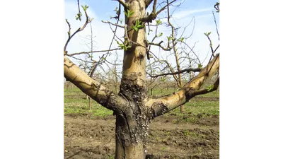 Что за трещины на коре яблони и как их лечить? - ответы экспертов 7dach.ru