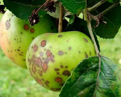 Расслоилась кора на яблонях: что делать? | В саду (Огород.ru)