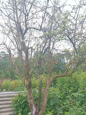 Омоложение старой коры на плодовых деревьях — FloweryVale.ru