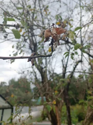 Болезни яблонь на стволе и листьях - виды и методы борьбы — УНИАН