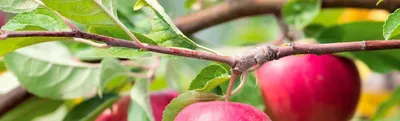 Опасные болезни коры яблони: описание и способы лечения | Антонов сад -  дача и огород | Дзен