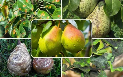 Сколько живёт яблоня в саду: продолжительность жизни колоновидных и клоновых