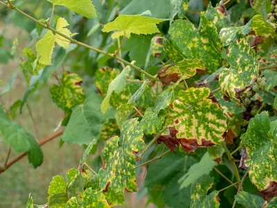виноградные листья, зараженные болезнью плесени Стоковое Изображение -  изображение насчитывающей управление, споры: 226441753