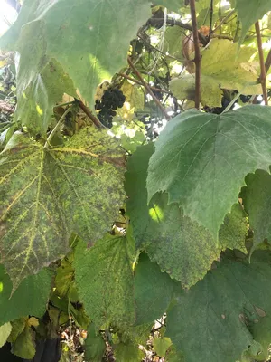 Черная пятнистость (эскориоз, фомопсис) винограда