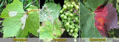 Милдью, или ложная мучнистая роса винограда — Центр по борьбе с  трудноискоренимыми болезнями растений