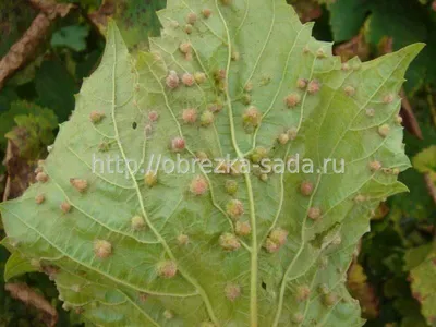 Болезни и вредители винограда в Подмосковье