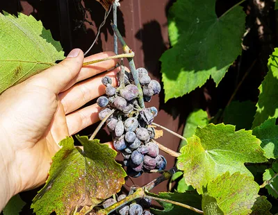 Защищаем виноград от болезней | советы экспертов \"Професійне насіння\"