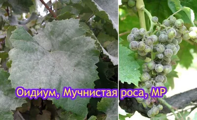 Белый налет на листьях винограда – что это такое | Самарский виноград | Дзен