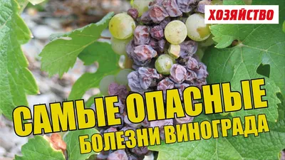 У винограда краснеют листья? Причины и способы решения - YouTube