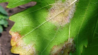 Болезни винограда: антракноз и хлороз | ОГОРОД.сайт