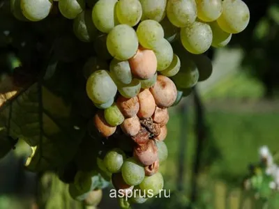 коричневые пятна на молодых листьях винограда. Стоковое Изображение -  изображение насчитывающей листья, заражено: 246551091