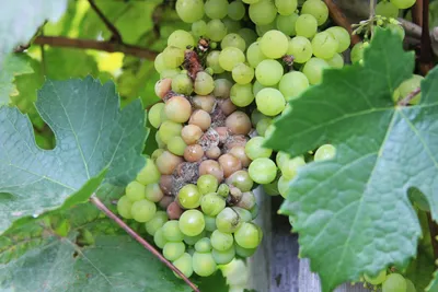 Вирусные болезни винограда - Виноград Белецких Вирусные болезни винограда