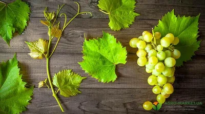 Опасные болезни винограда и как с ними бороться - YouTube