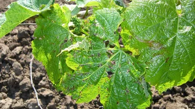 Подскажите, почему сжимаются листья на винограде? - ответы экспертов  7dach.ru
