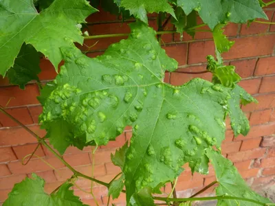 Болезни листьев винограда | Виноградный чуланчик | Дзен